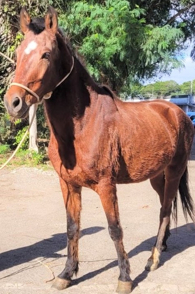 A foto mostra um cavalo de pelo castanho, com uma mancha branca na testa